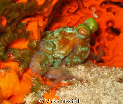 Night dive in Cozumel.  Canon A640, Canon Housing & Olymp... by Vince Mitchell 